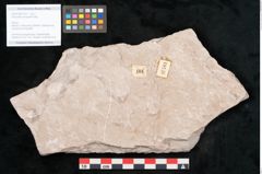 Foto (Objekt + Etikett) von Dictyopteris brongniarti Gutb. (NHMW-GEO-2024-0188-10761)